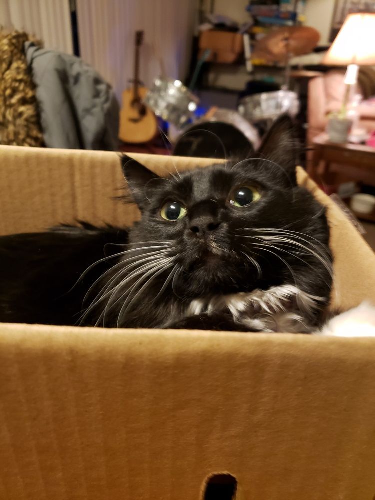 A close up of a cat with long white whiskers in a cardboard box. The car is leaning slightly away from the camera.