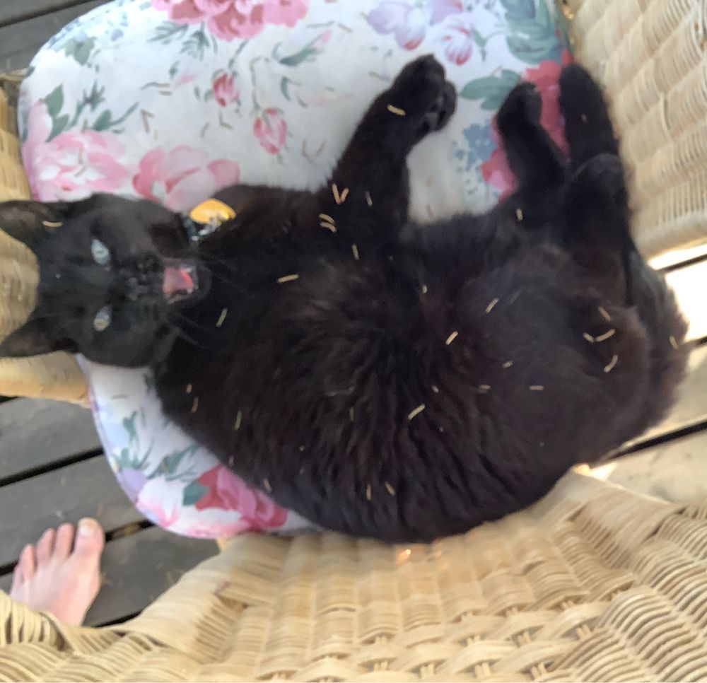 Whisky approves cat adoption. 