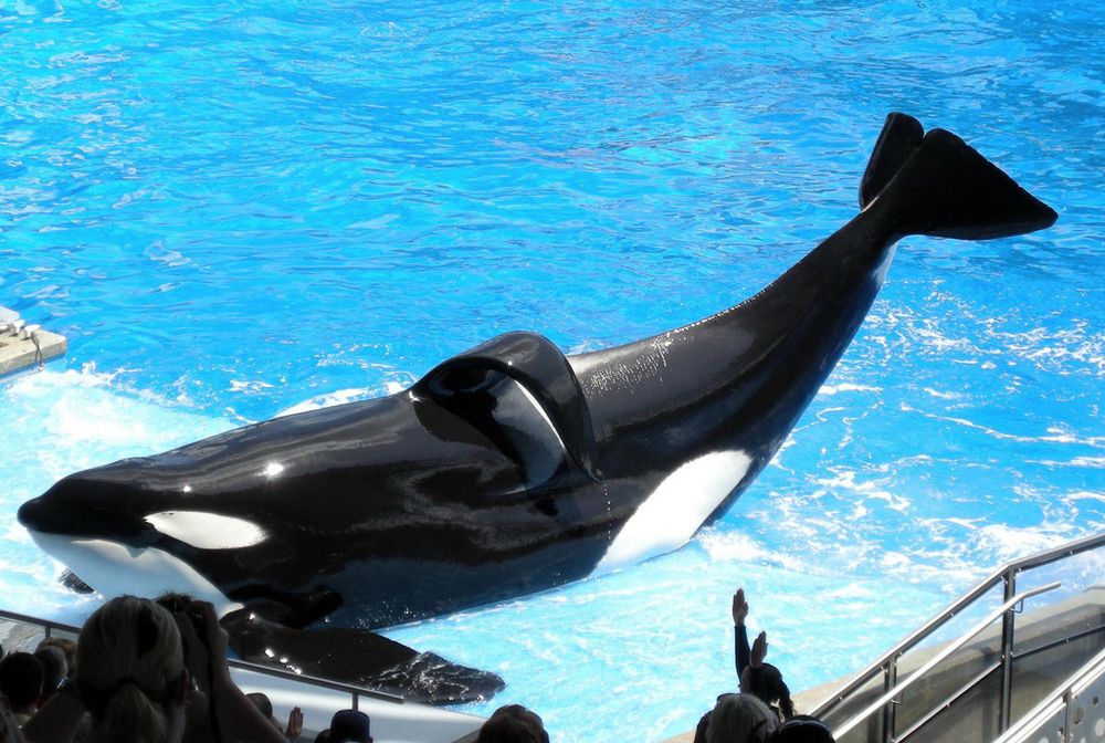 Photo of Tilikum, an orca driven to insanity by a number of fucking ghouls, but in particular the Seaworld apparatus. 