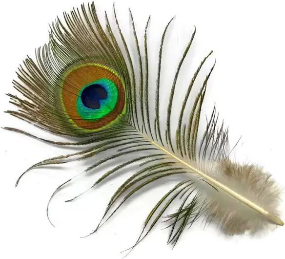 A peacock feather. *shudder*