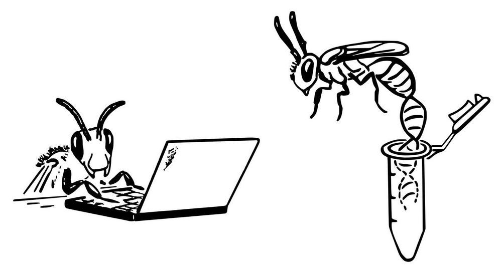 A black-and-white vectorised ink drawing of semi-realistic, semi-cartoonish bees. One on the left sitting at a laptop, another on the right with its abdomen transitioning to a DNA molecule in a microcentrifuge tube. 

UNI PIN fine liner, black, 0.1, 0.05, 0.03
September 2024