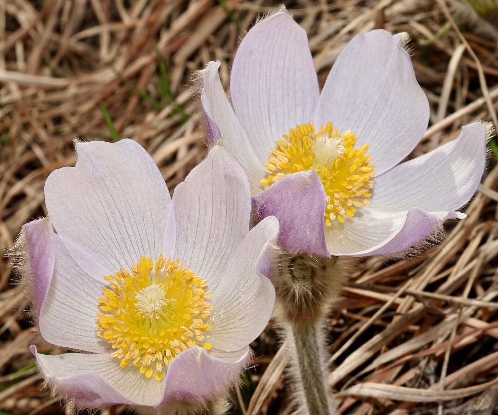 Lavender color flowers with numerous yellow stamens 
