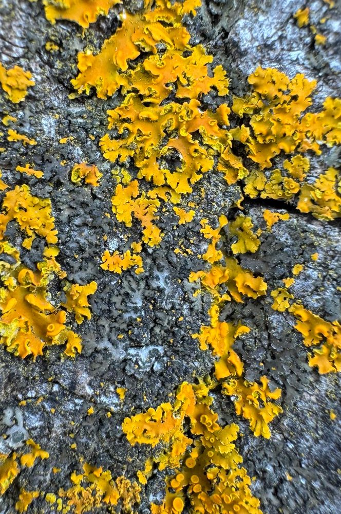 Orange lichen tinged with green 