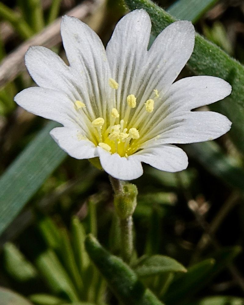 White five-petal flower with deep notches in the petal tips 