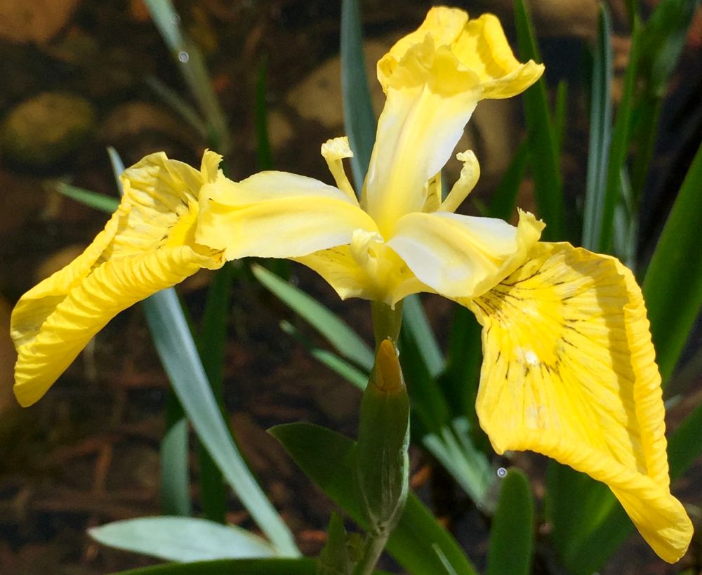 Yellow iris flower