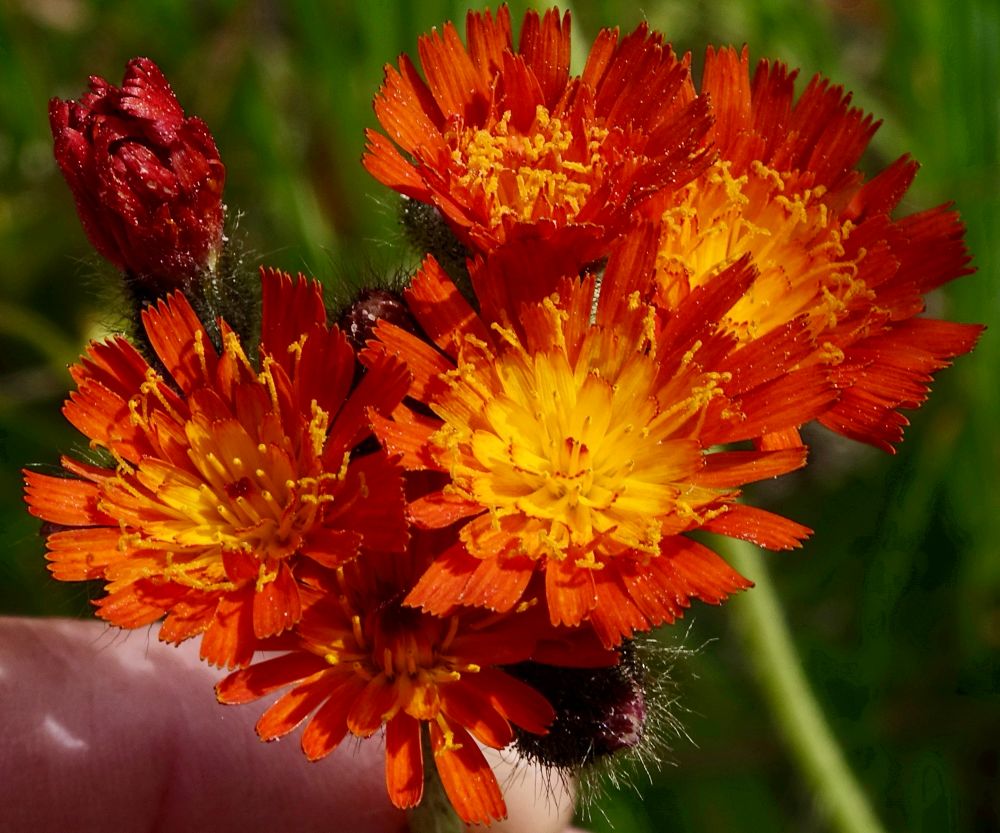 Orange flowers with many ray florets. Slightly lighter orange in the center 