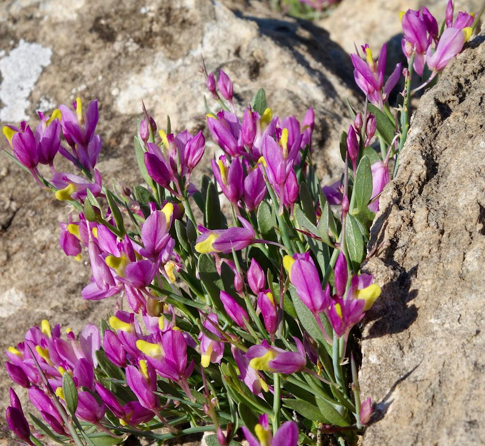 Small pink and yellow flowers crowded against a rock 