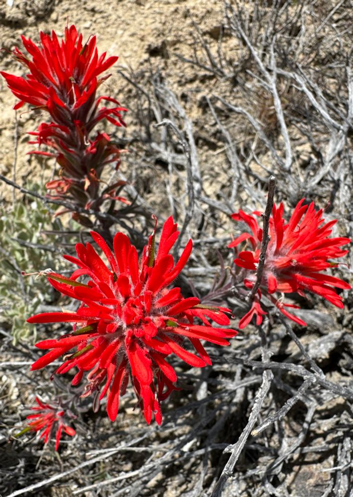 Bright red bracts look like flowers 