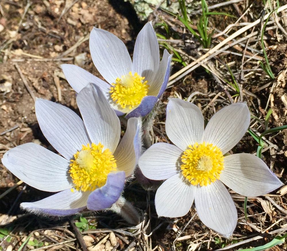 Three lavender color flowers with numerous yellow anthers 