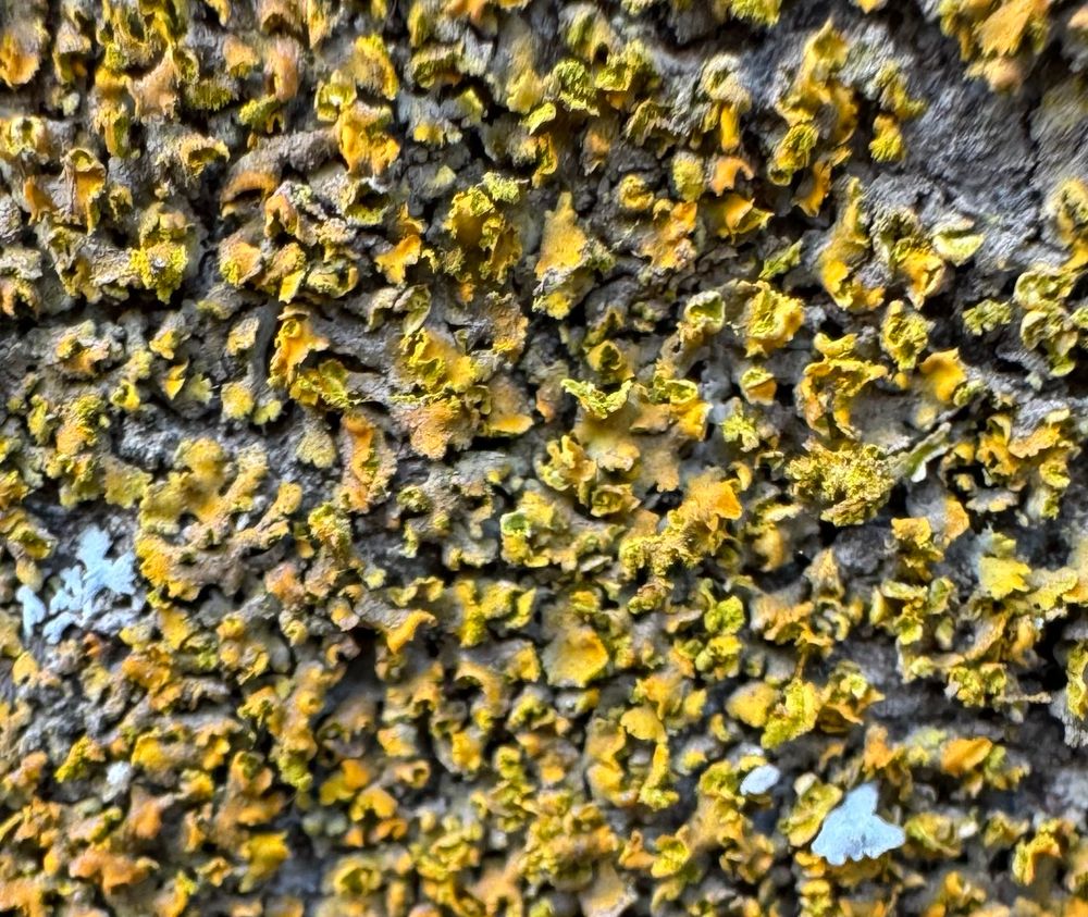 Yellow green lichen weirdness. I have no idea really. 