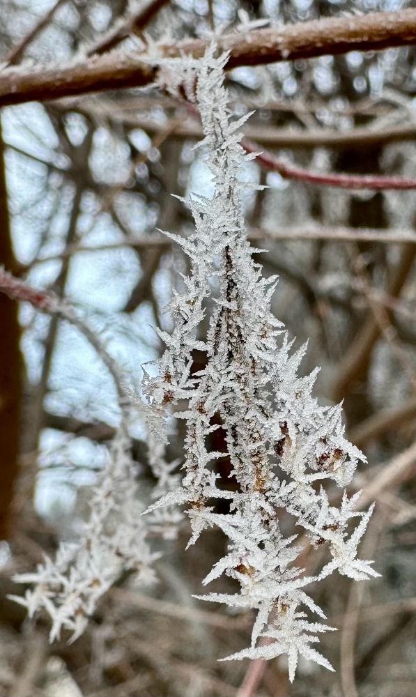 Delicate ice crystals on flame maple twigs 
