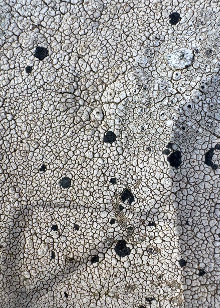 White lichen on a rock whose most prominent feature is innumerable dark cracks
