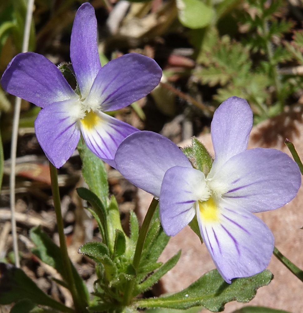 Blue and white violets with yellow throats and purple nectar guides 
