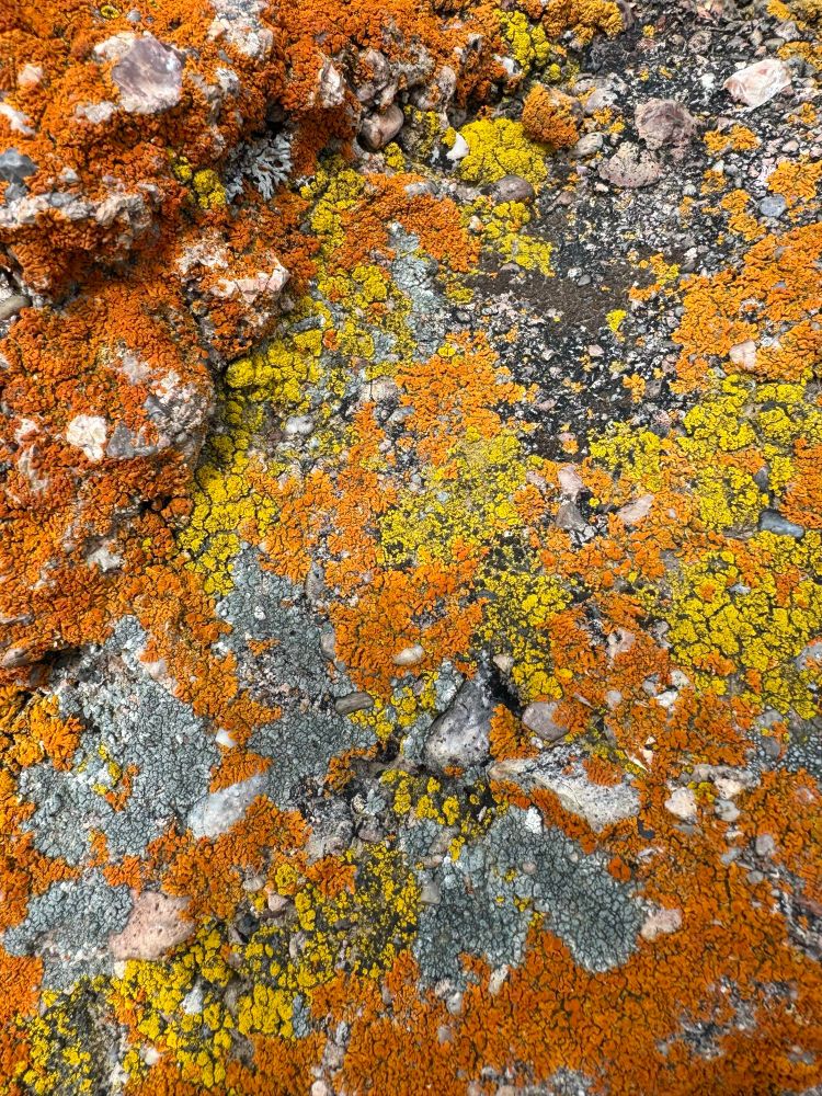 Yellow, orange and black lichens 