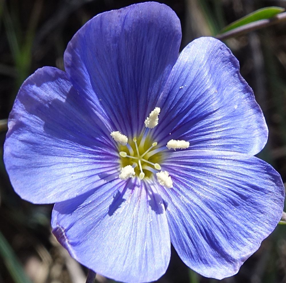 Five petal blue flower with large white anthers 