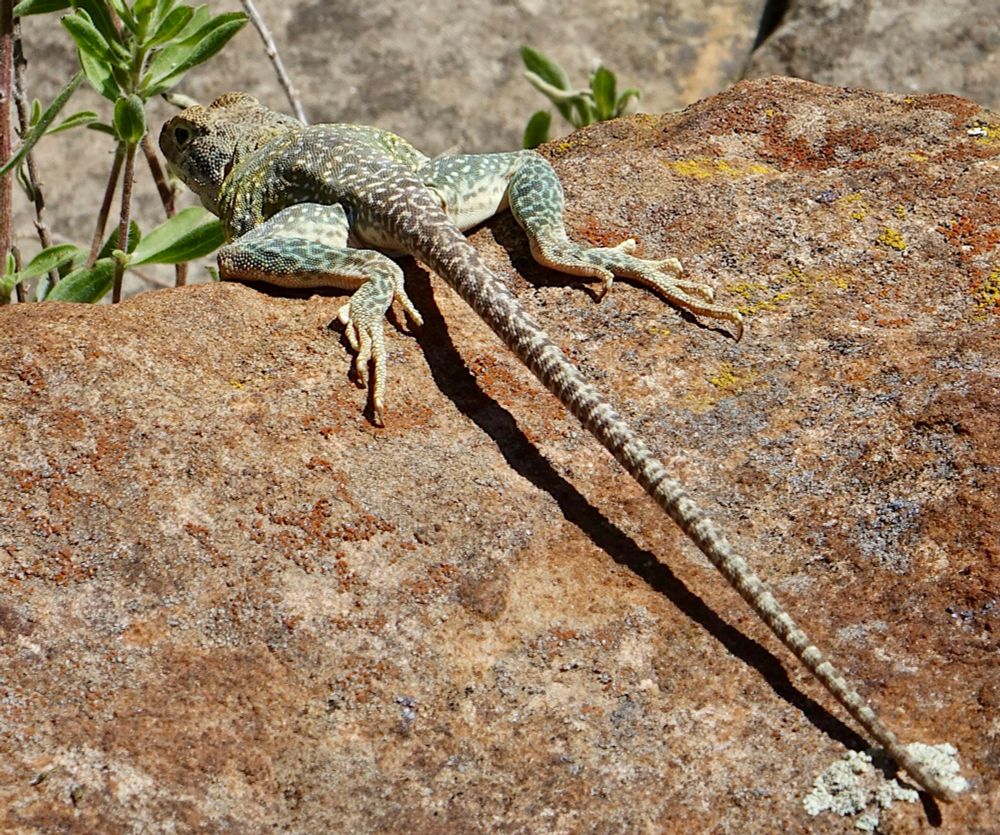 Green and tan colored lizard seen from behind emphasizing its long tail 