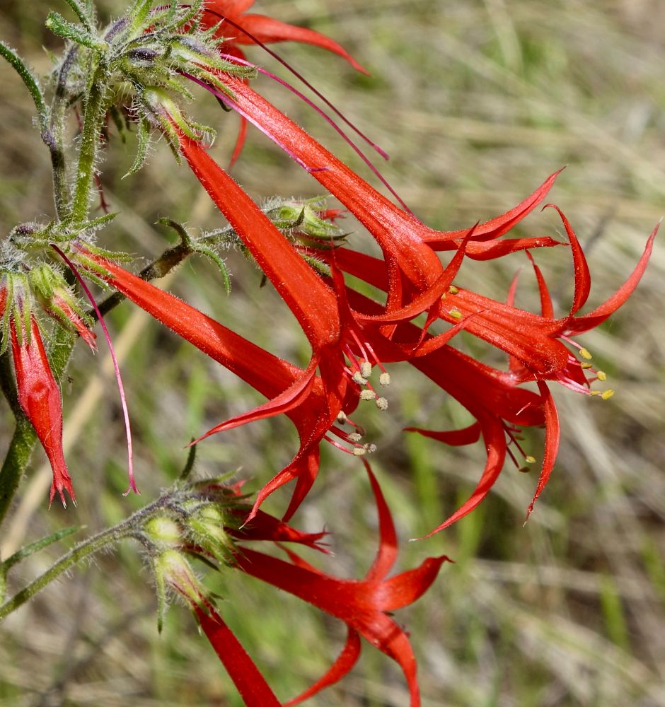 Red tubular flowers 