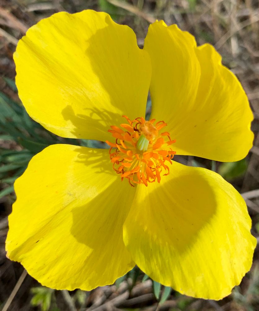 Yellow four petal poppy with orange anthers