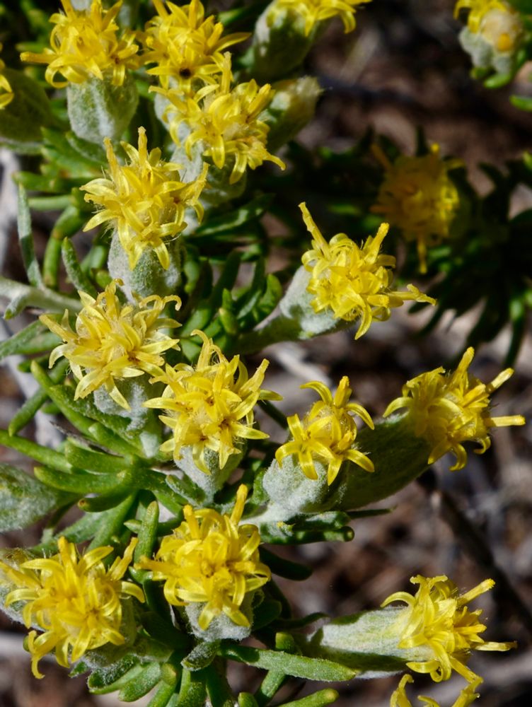 Tight bunches of yellow shrub flowers 