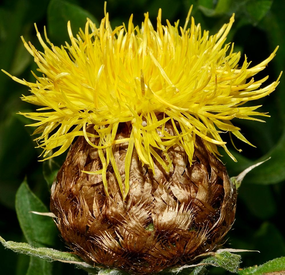 Yellow disk florets rising from bronze color phylllaries