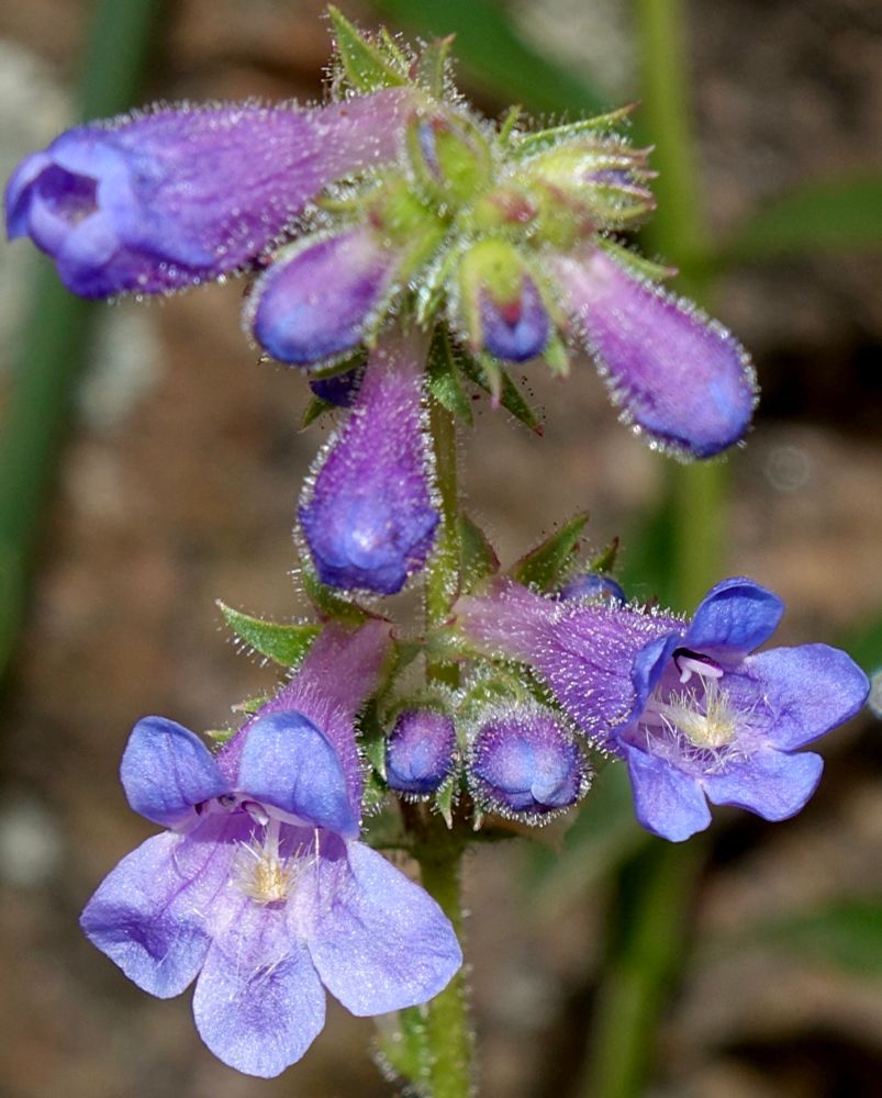Stalk of blue flowers with purple-tinged corollas