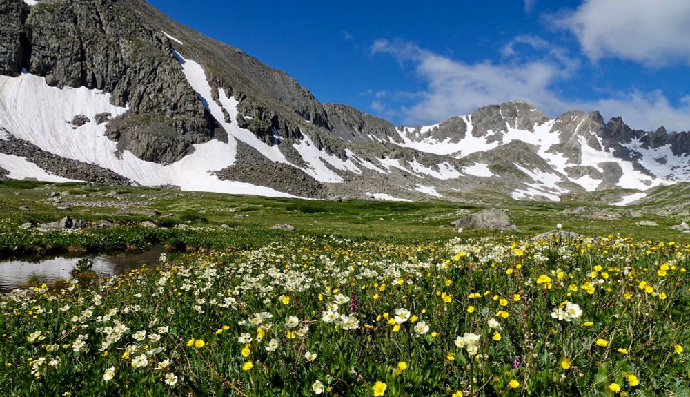 Meadow of white and yellow flowers beneath snow splotched rocky mountainsides and a blue sky with wispy clouds