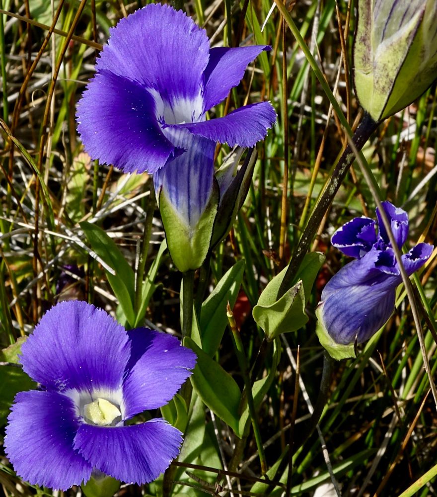 More blue four-lobed flowers 