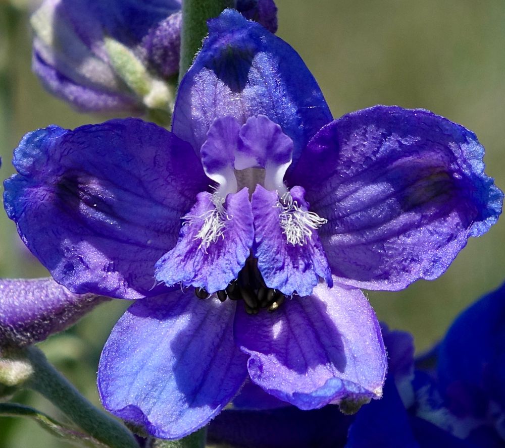 Blue and purple flower 