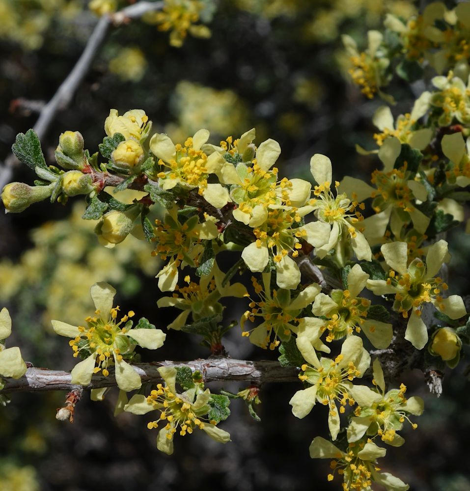 Five-petal creamy yellow flowers on a shrub 