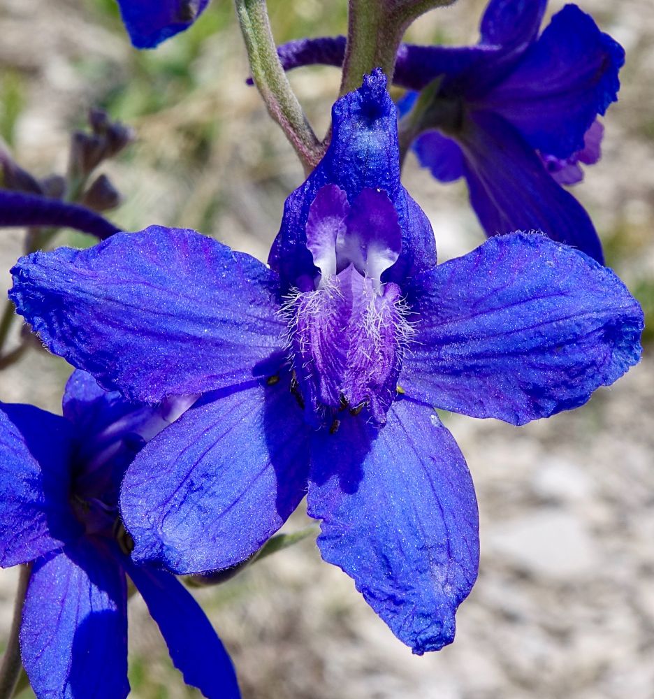 Blue and purple flower with fancy center bits