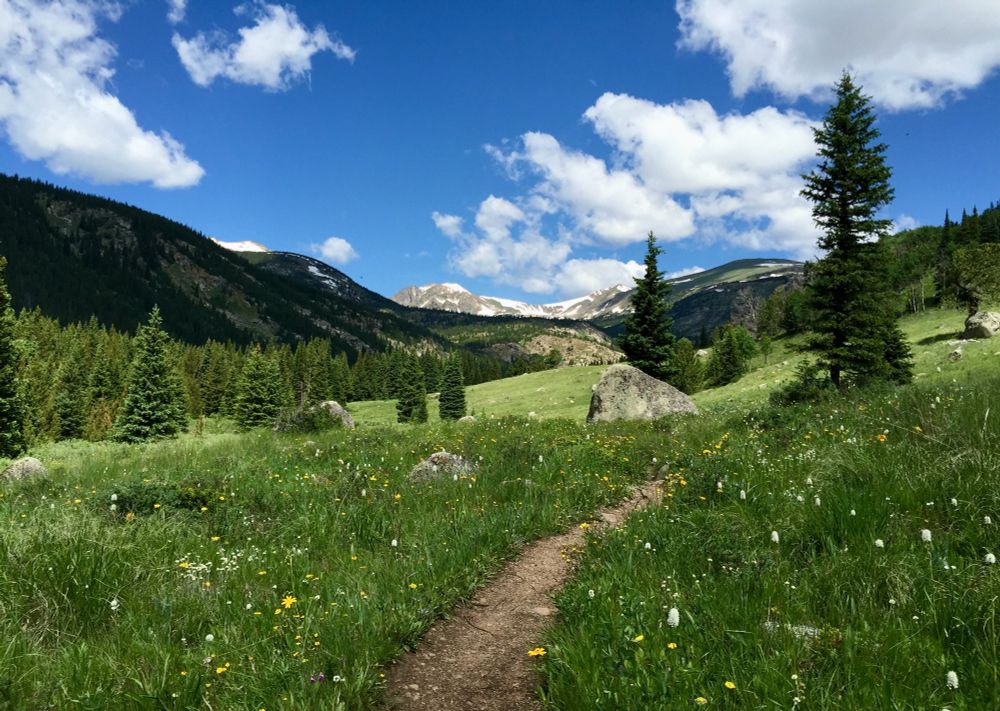 A mountain meadow full of wildflowers, dotted with conifers and hemmed in by forest with a path leading toward snowy alpine peaks. This is in Indian Peaks Wilderness headed towards jasper lake