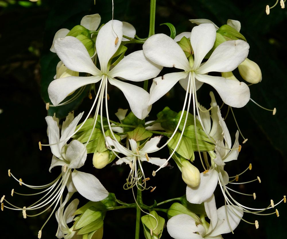 Five-petal white flowers with long stamens 