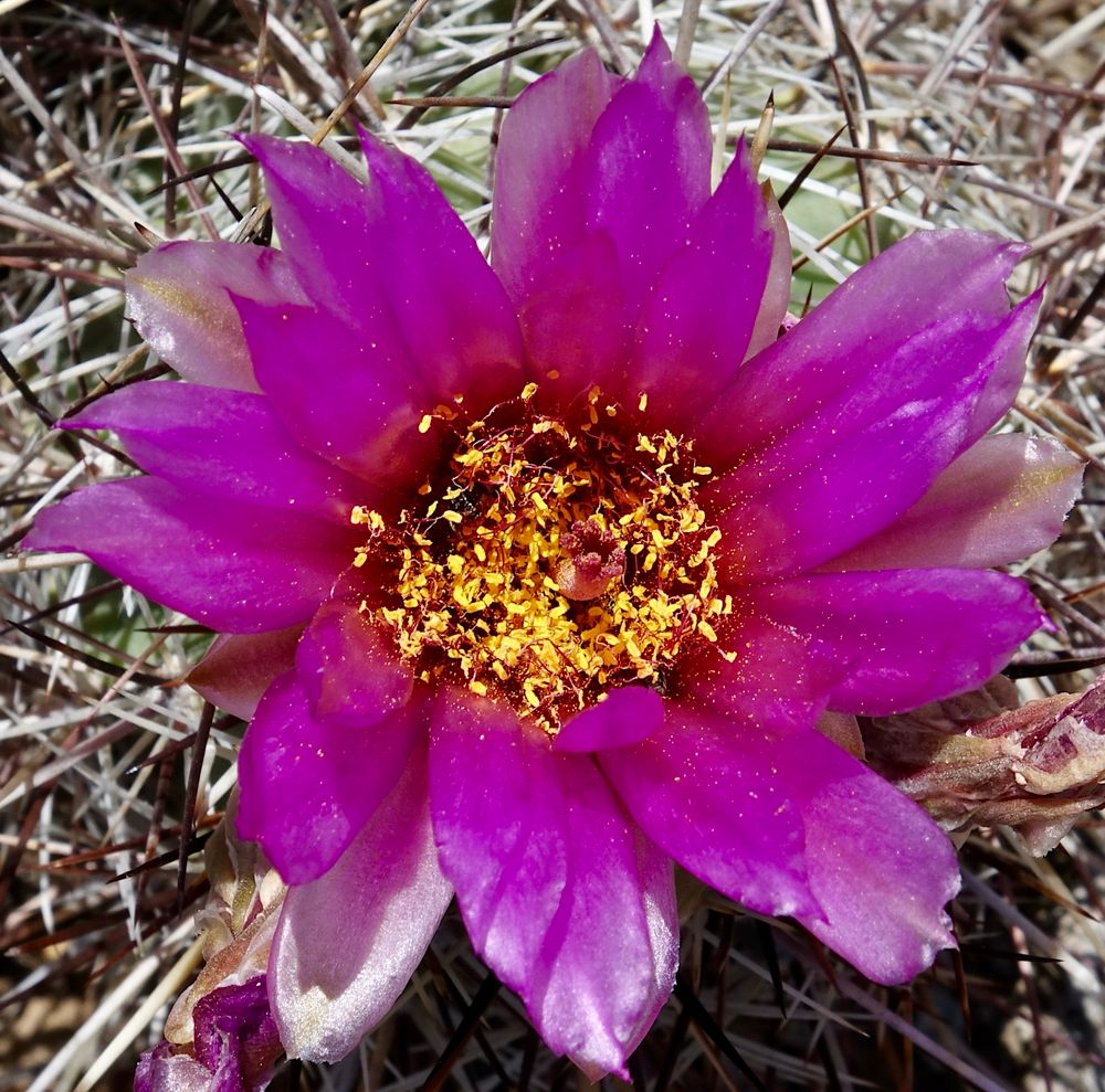 Hot pink cactus flower with numerous yellow anthers 