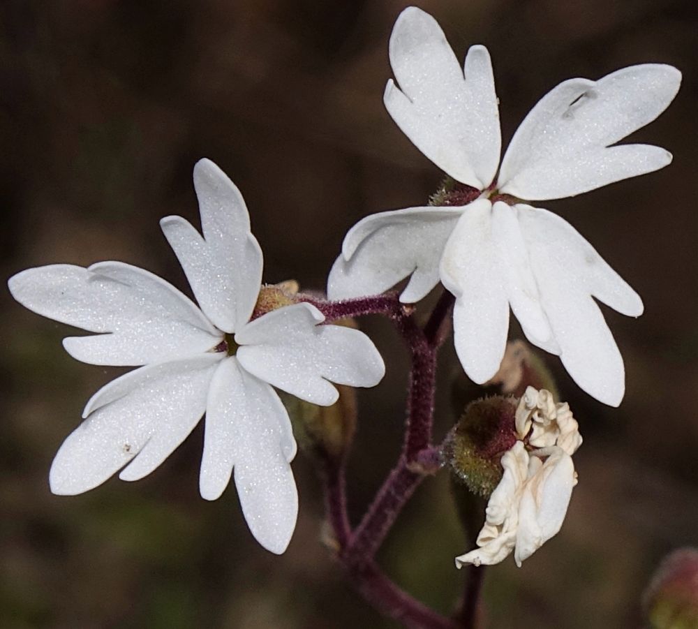 Five petal white flowers 