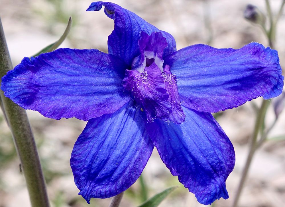 Purple tinged blue flower with fancy bits in the center 