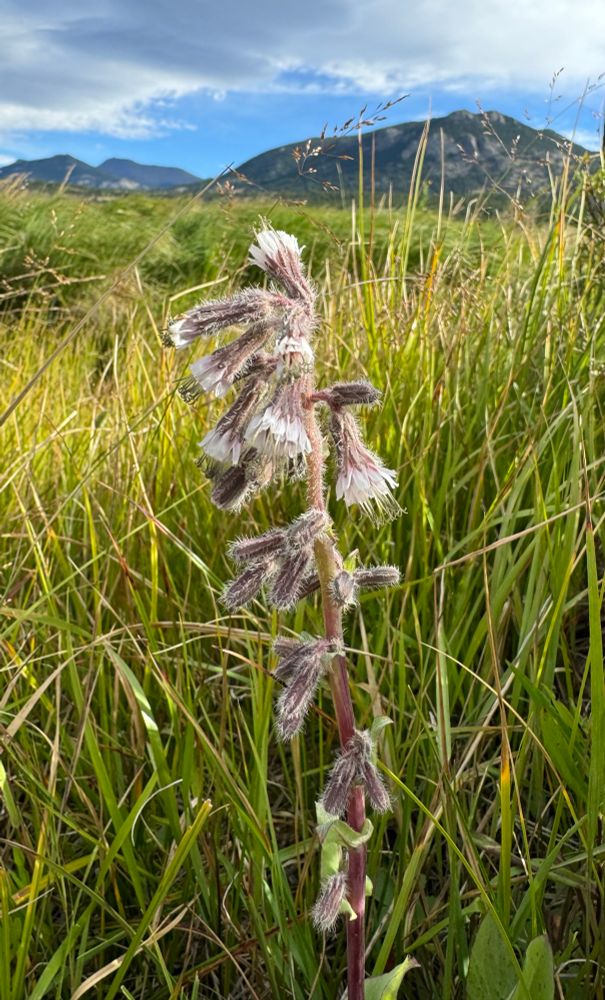 White rosed-tinted flowers blooming on a vertical stalk 