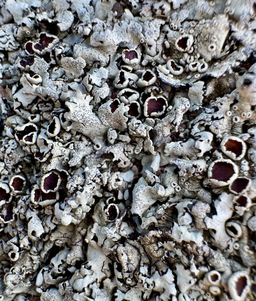 Grayish lichen with many umber-red cups 