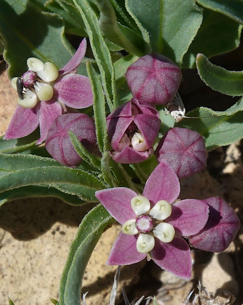 Tiny five-lobed purple milkweed flowers 