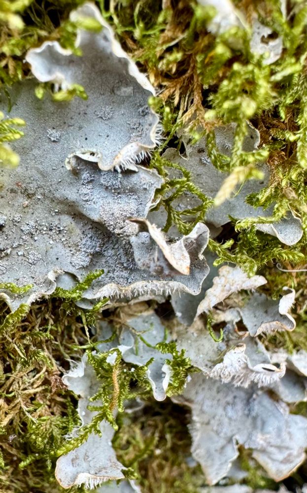 Blue-gray foliose lichen with spiky white projections on its underside 