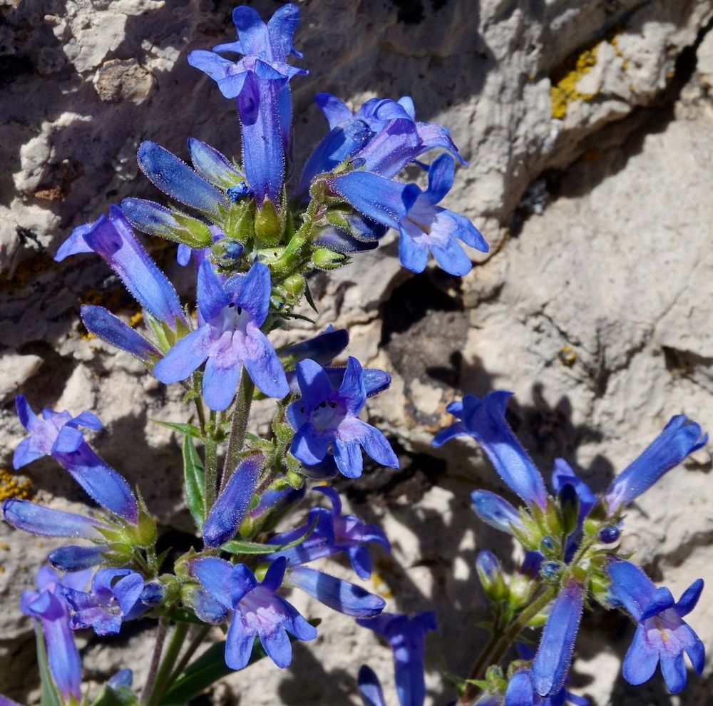Bright blue penstemon flowers 
