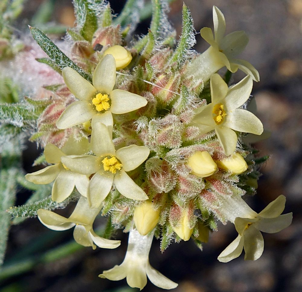 Creamy five-lobed tubular flowers
