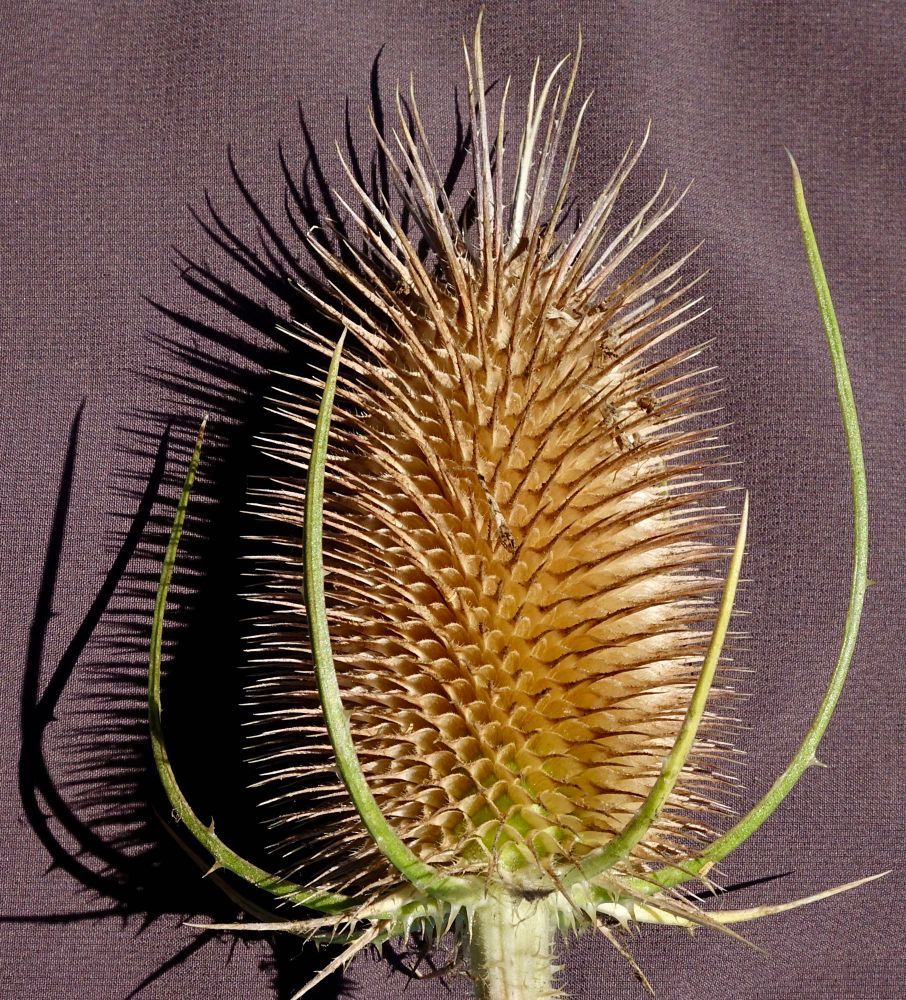 Bristly golden brown pineapple-shaped fruiting body with a few green bracts sweeping upward 