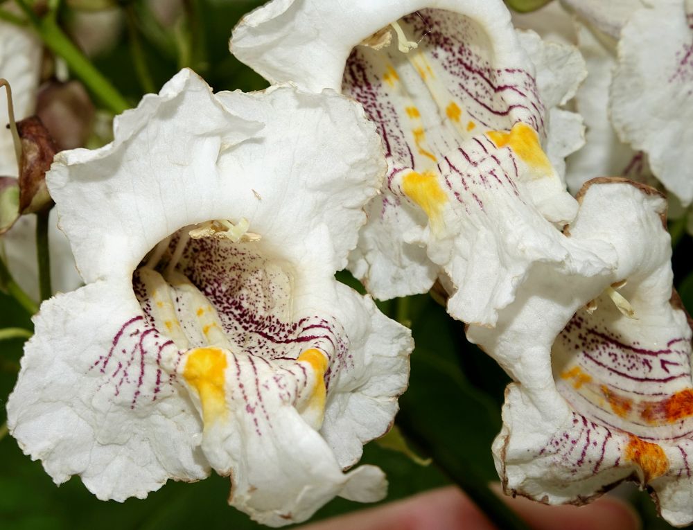 White ruffled trumpet-shaped flowers with purple nectar guides and bright yellow splotches 