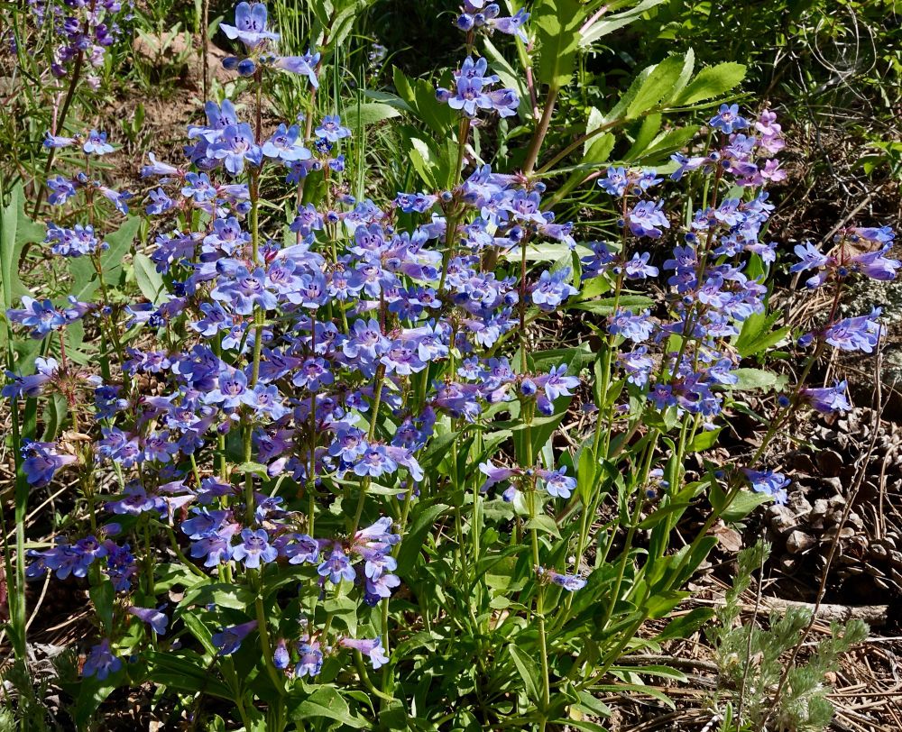 Dense inflorescence of light blue flowers 