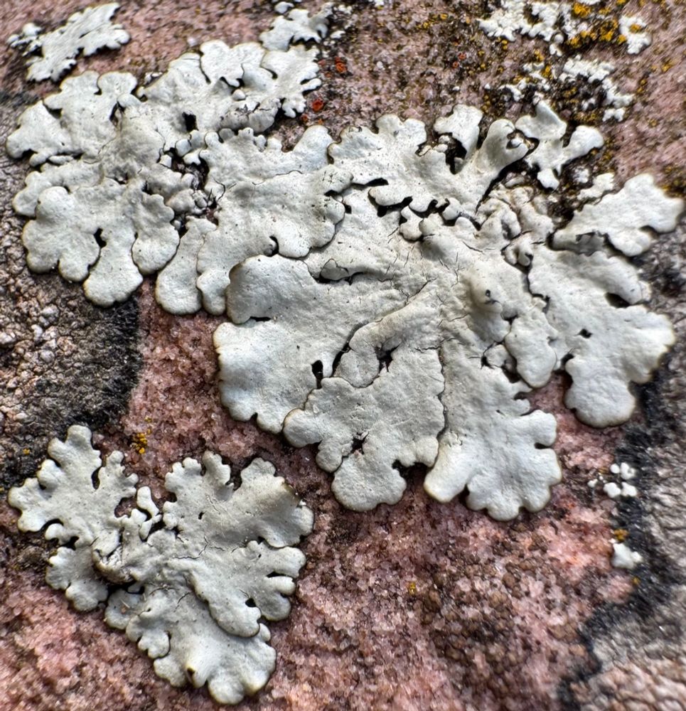 Leafy gray lichen lobes on pinkish granite and quartz 