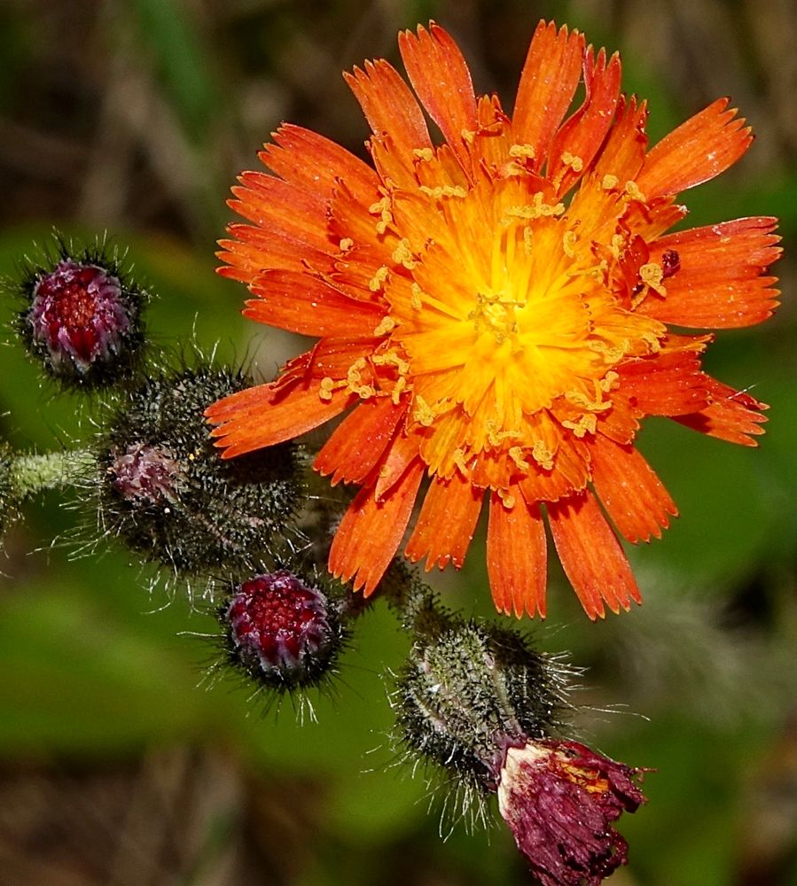 Bright orange flowers that consist only of ray florets 
