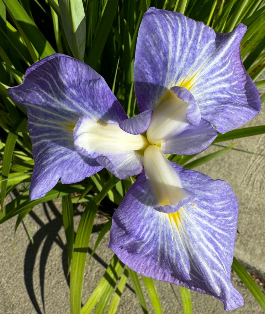 Blue and white iris 
