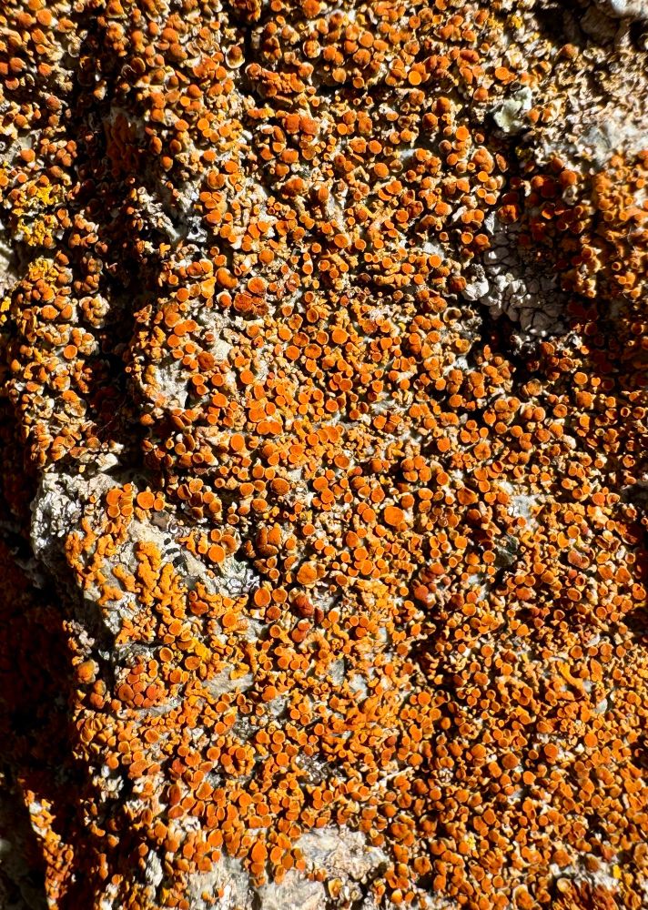 Innumerable orange dots and cups covering a rock 