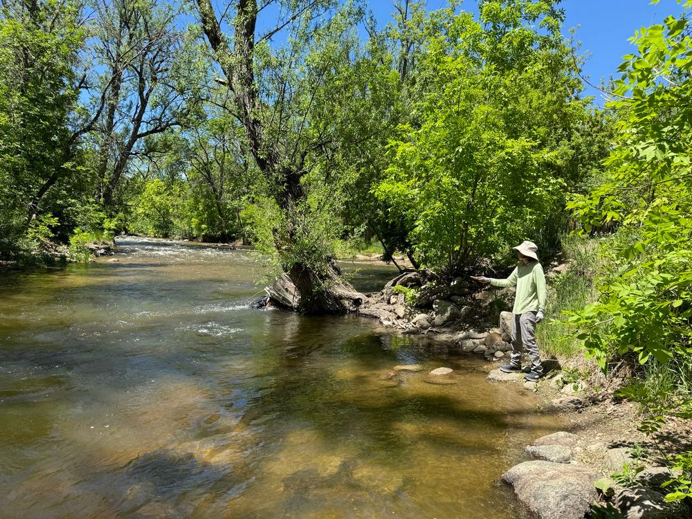 Tenkara fisher catching rainbows amid greenery under blue skies 