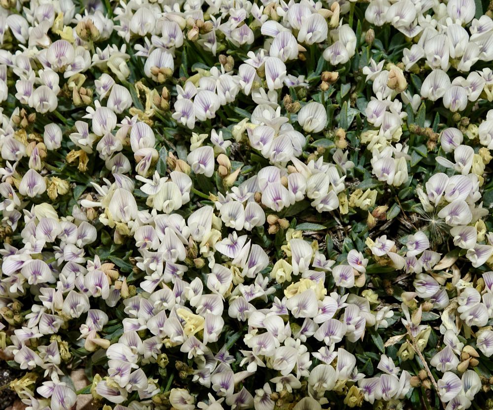 Innumerable tiny white pea-shaped flowers with purple streaks on their banners 